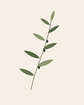 Olive Study — Botanical Digital Art — clean vector edition printable up to 40 inches